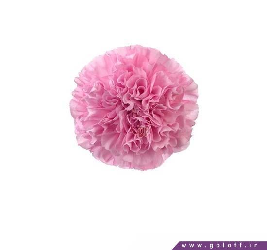 گل فروشی اینترنتی - گل میخک مایِر - Carnation | گل آف
